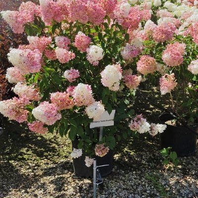 Berry store white hydrangea